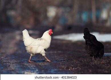 Chicken road online - Beleef de Geheimen van de Chicken Road: Het Populairste Online Gokspel Nu bij